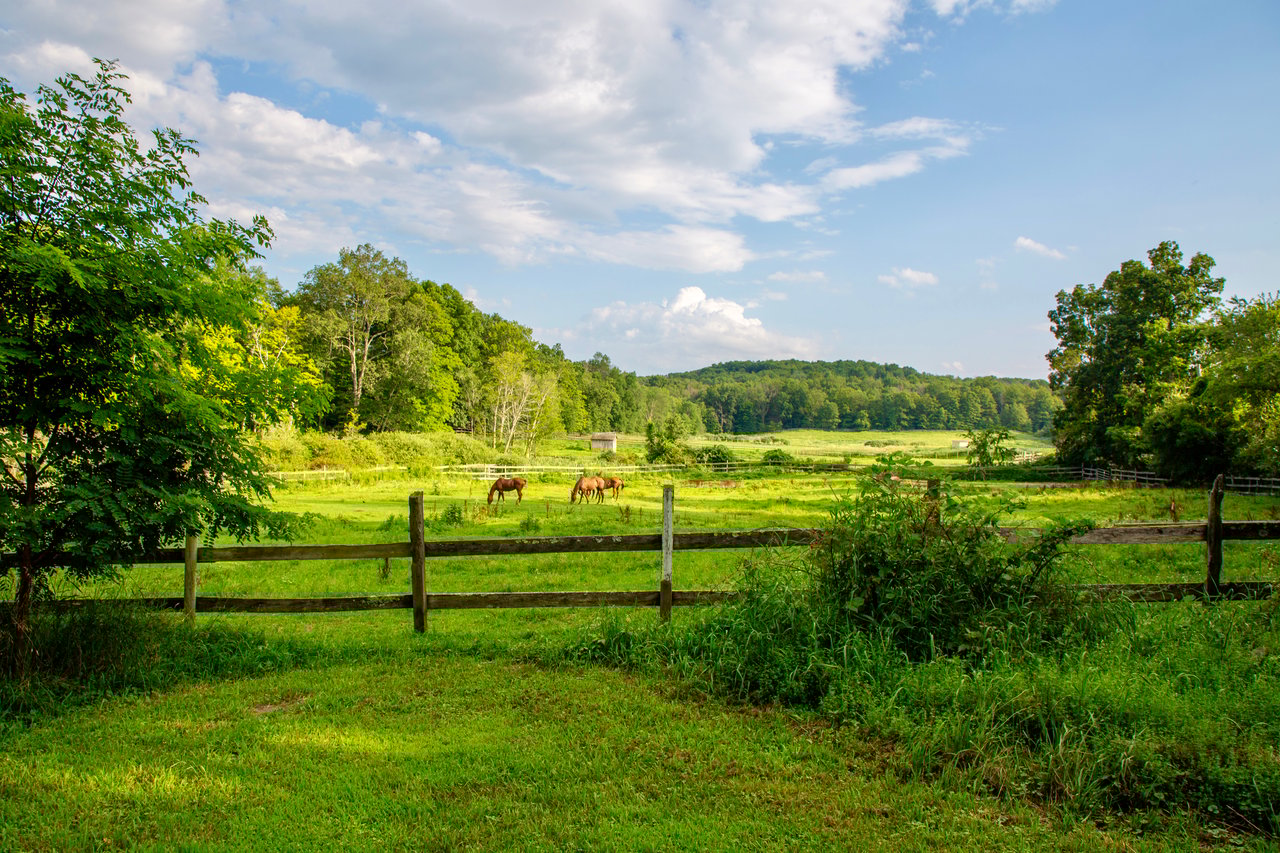 View of yard with a view of rural / pastoral area and a view of trees