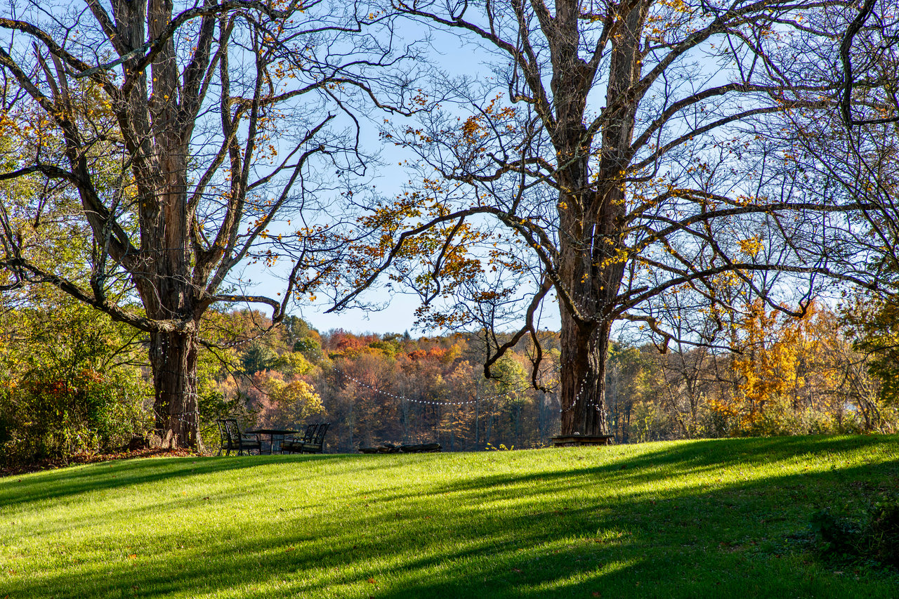 View of green lawn with a forest view