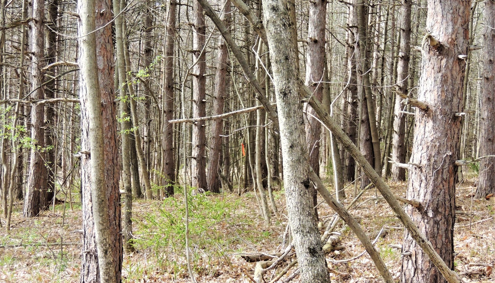 Image 13