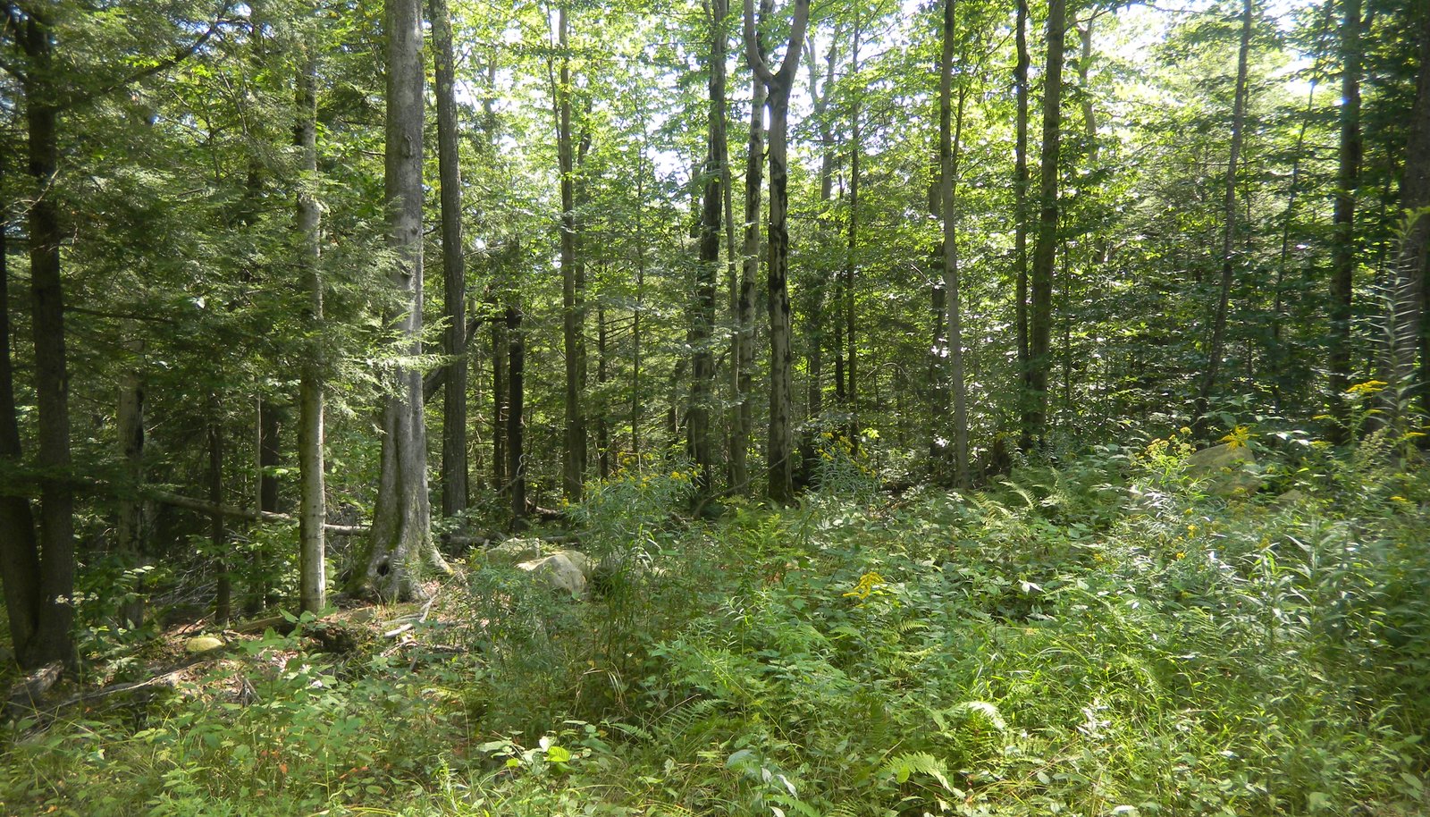 Image 7