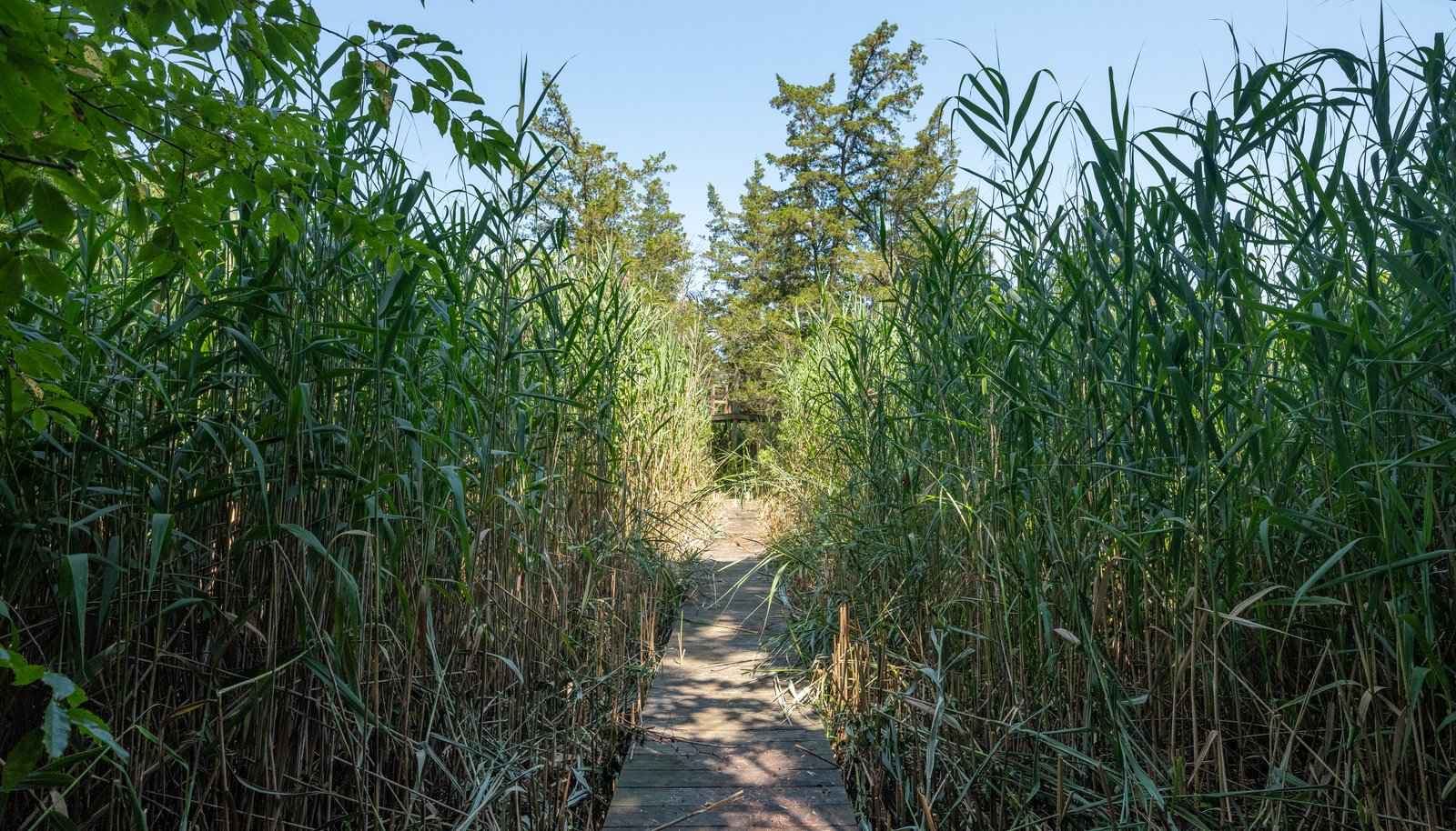 Image 37