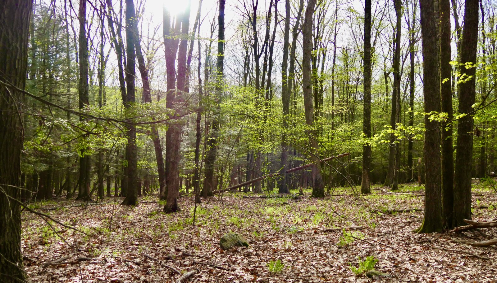 Image 11