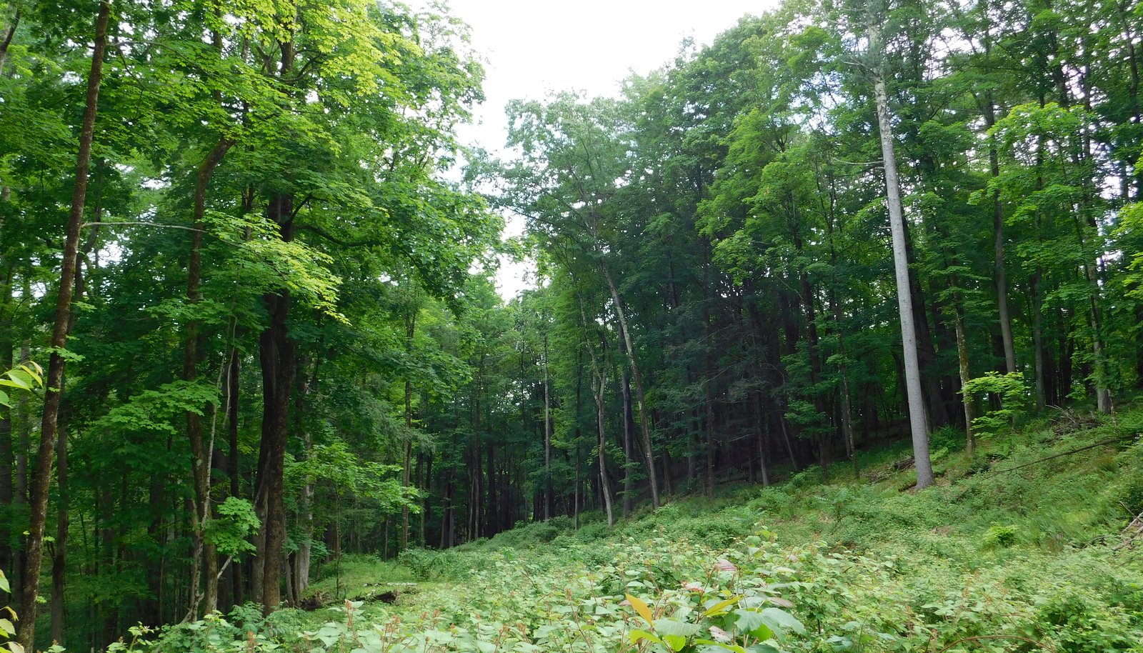 Image 19