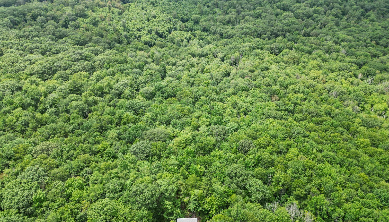 Image 50