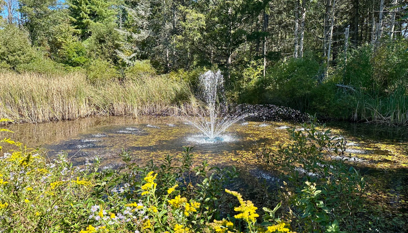 Image 31