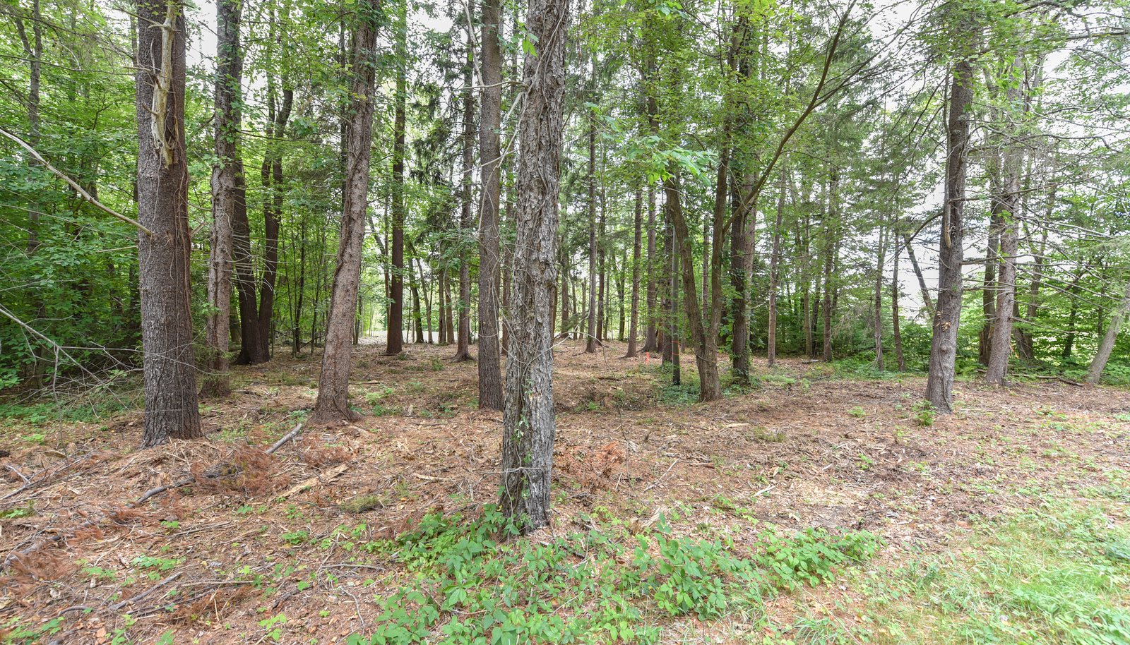 Image 13