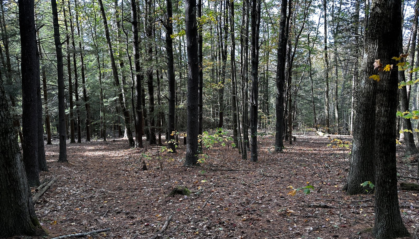 Image 8