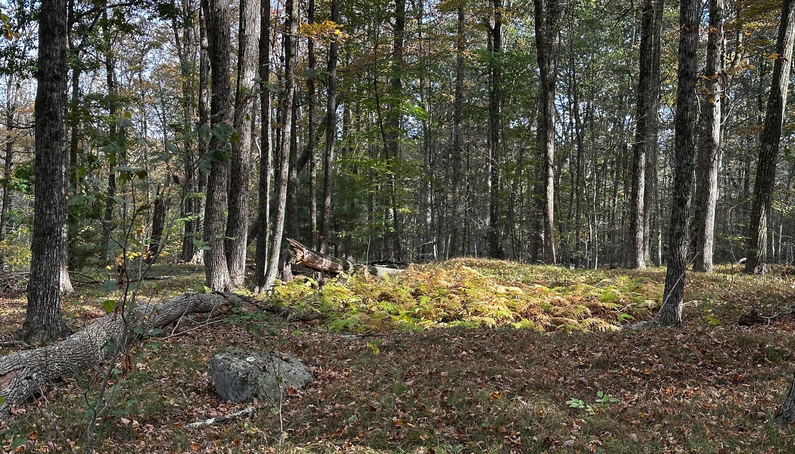 Image 12