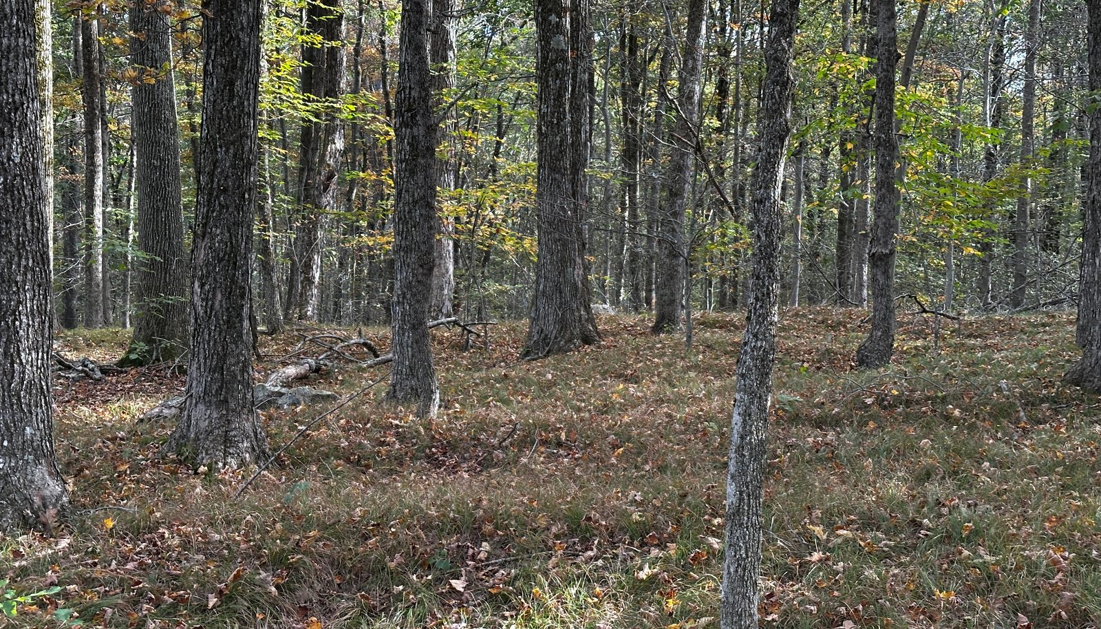 Image 13