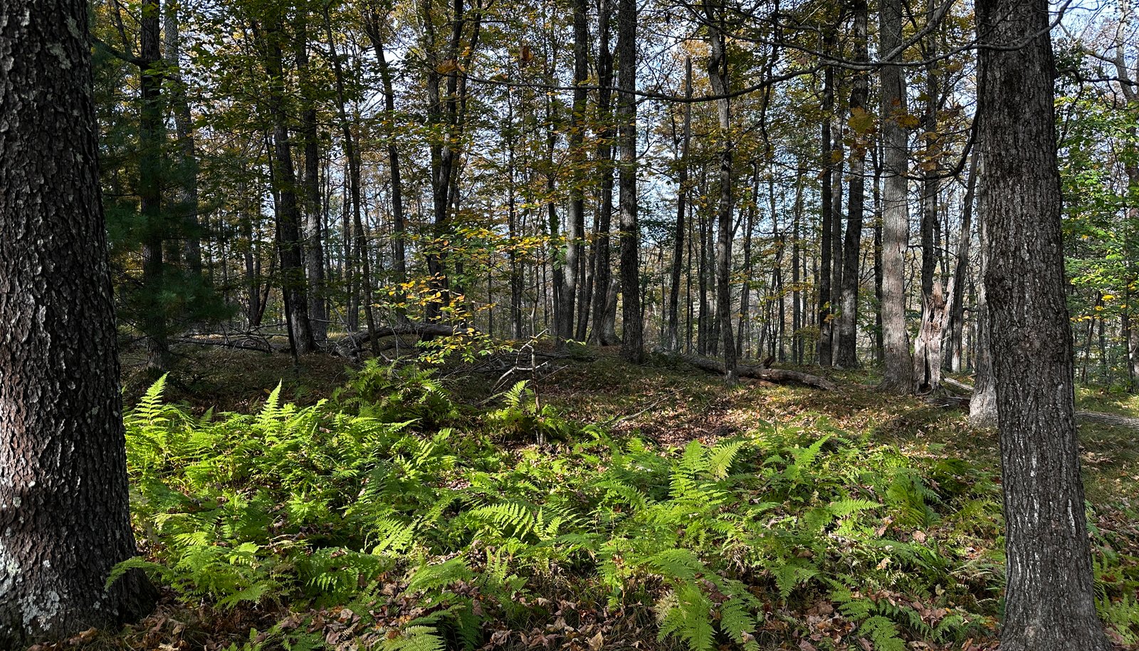Image 14