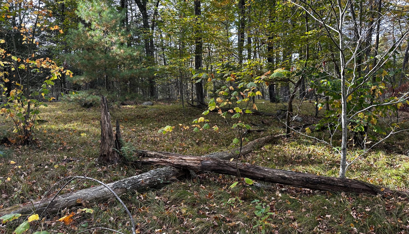 Image 15