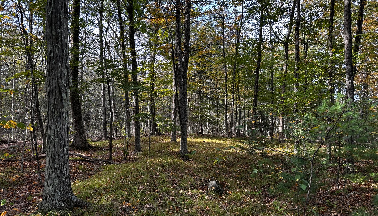 Image 19