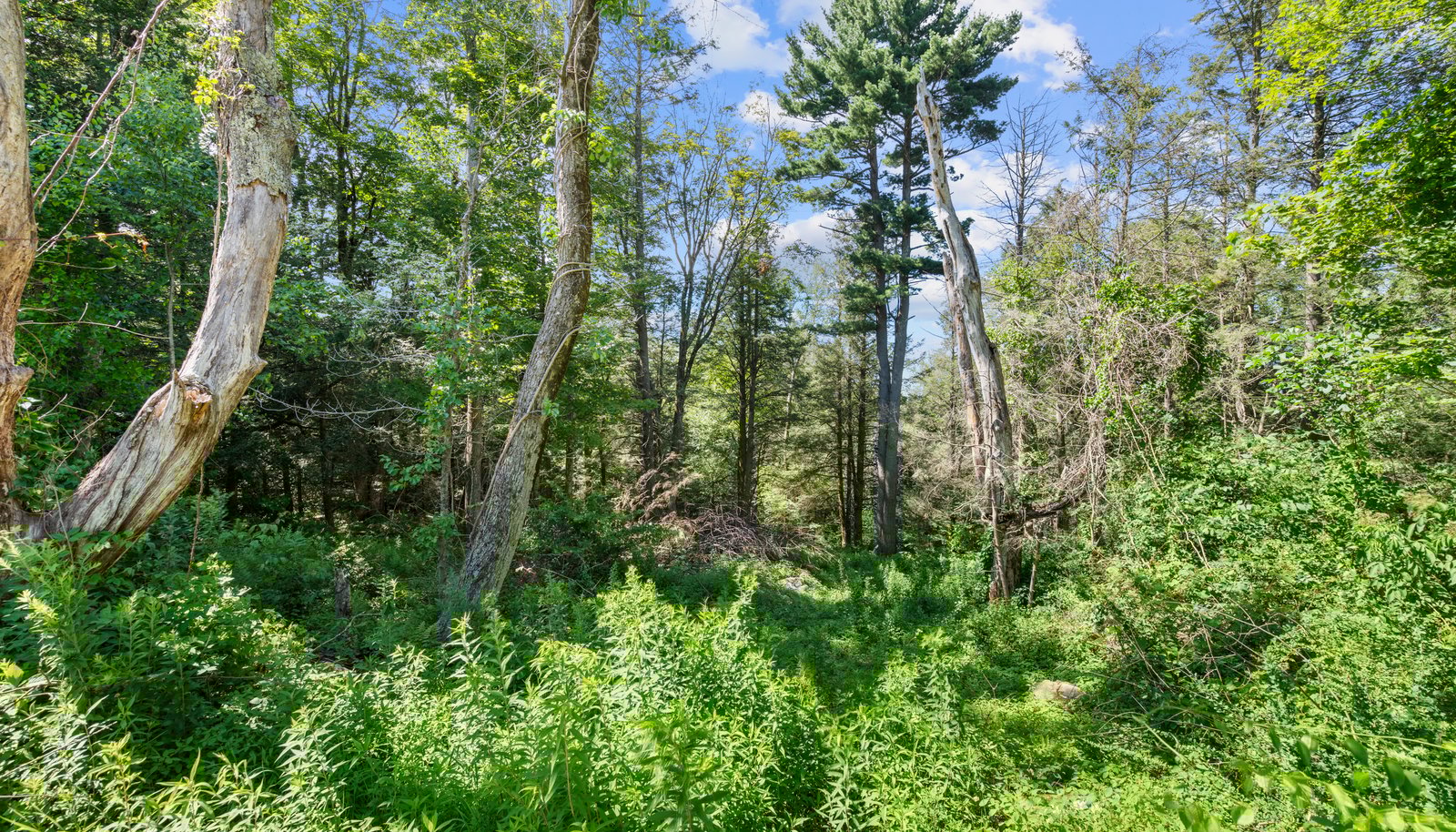 Image 9
