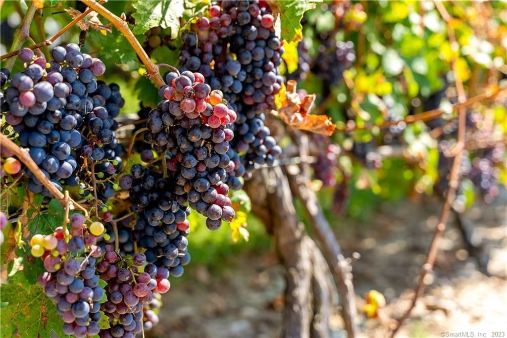 115 Cow Hill Road Photo 14