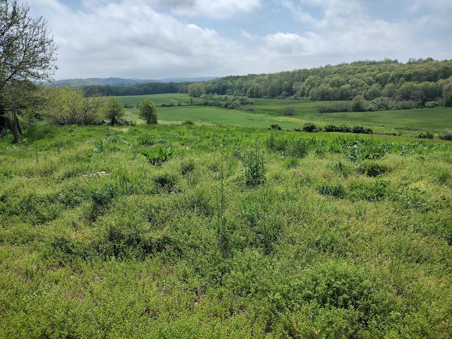 148 & 153 Wallingford Road Photo 6