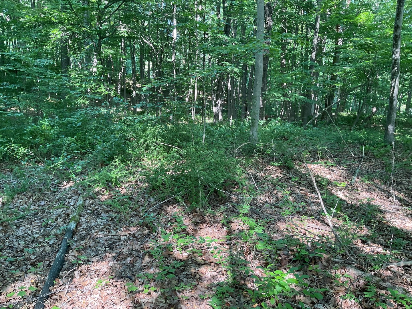 176 Picketts Ridge Road Photo 3