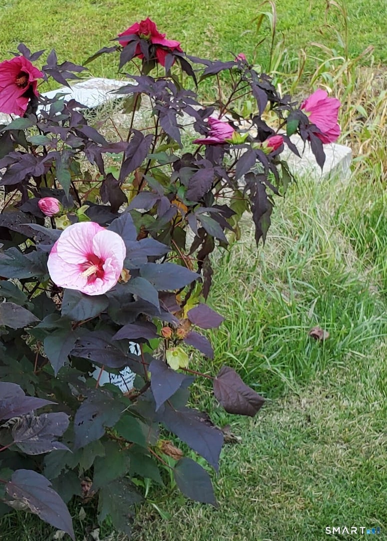 455 Chesterfield Road Photo 34