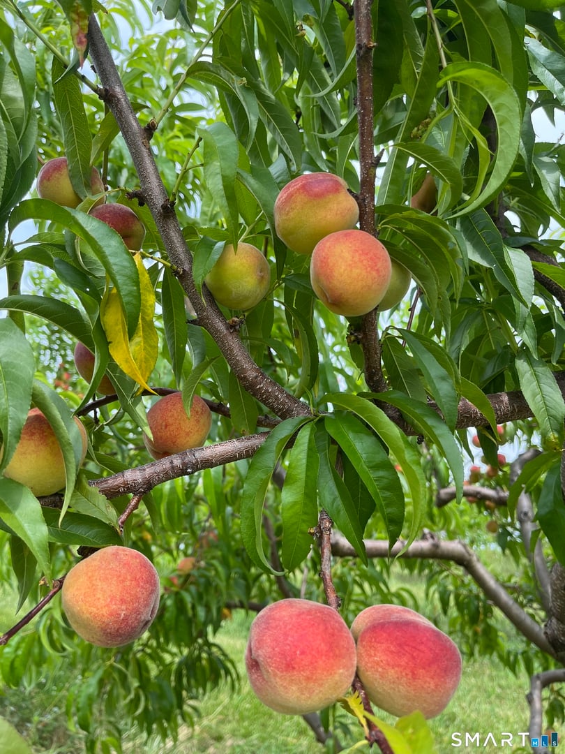 280-300 Matson Hill Road Photo 30