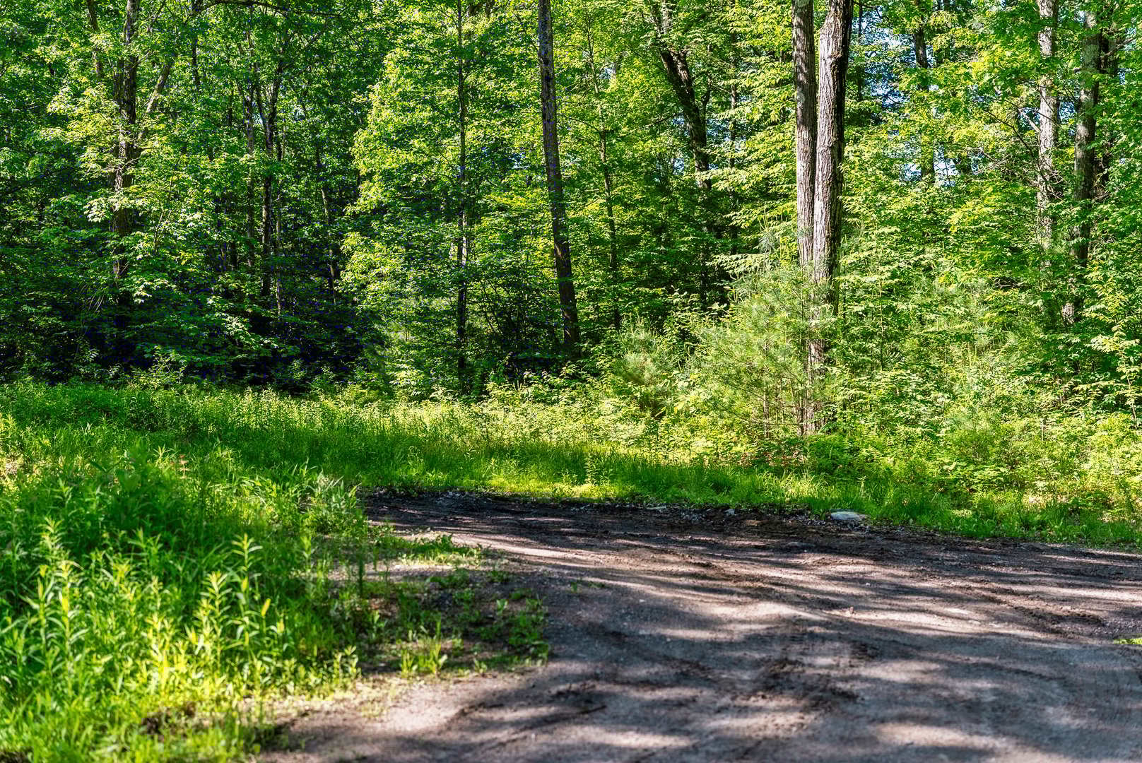 57 Henderson Road Photo 3