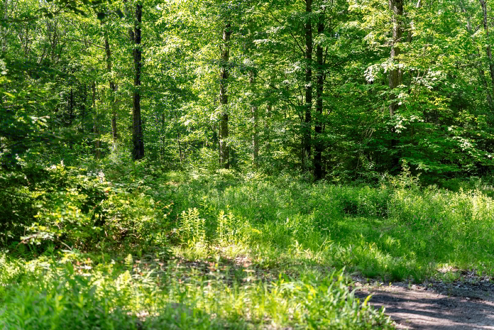 57 Henderson Road Photo 38