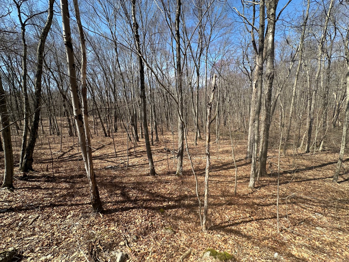 0 Cowles Road Photo 2