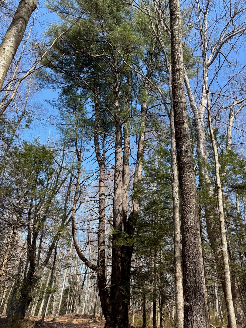 Lot 4 Chalybes Road West Photo 8