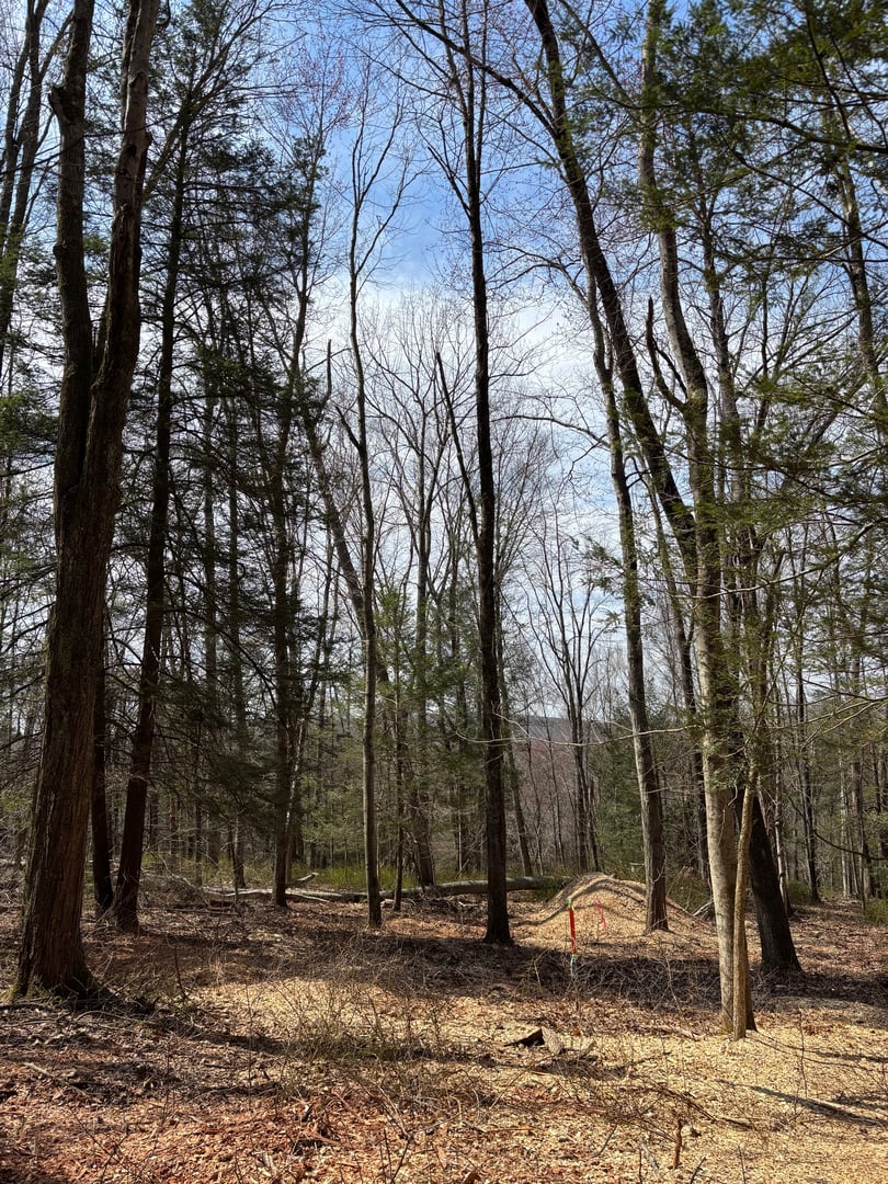 Lot 4 Chalybes Road West Photo 10