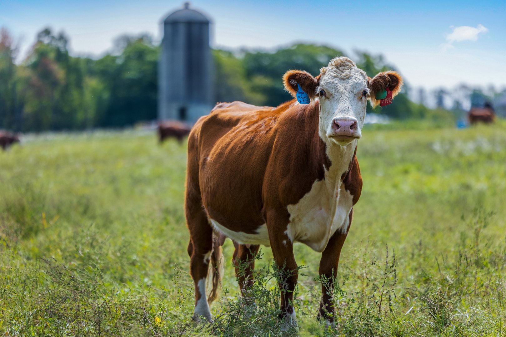 14 Meadowcrest Drive North Photo 24