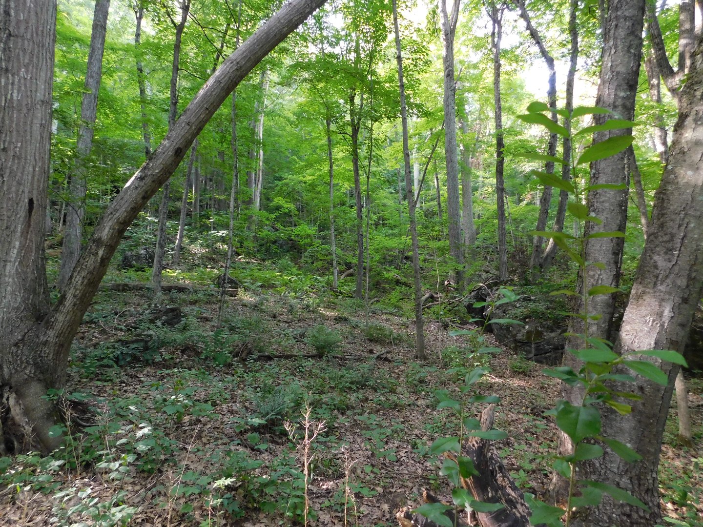 153 White Hollow Road Photo 3