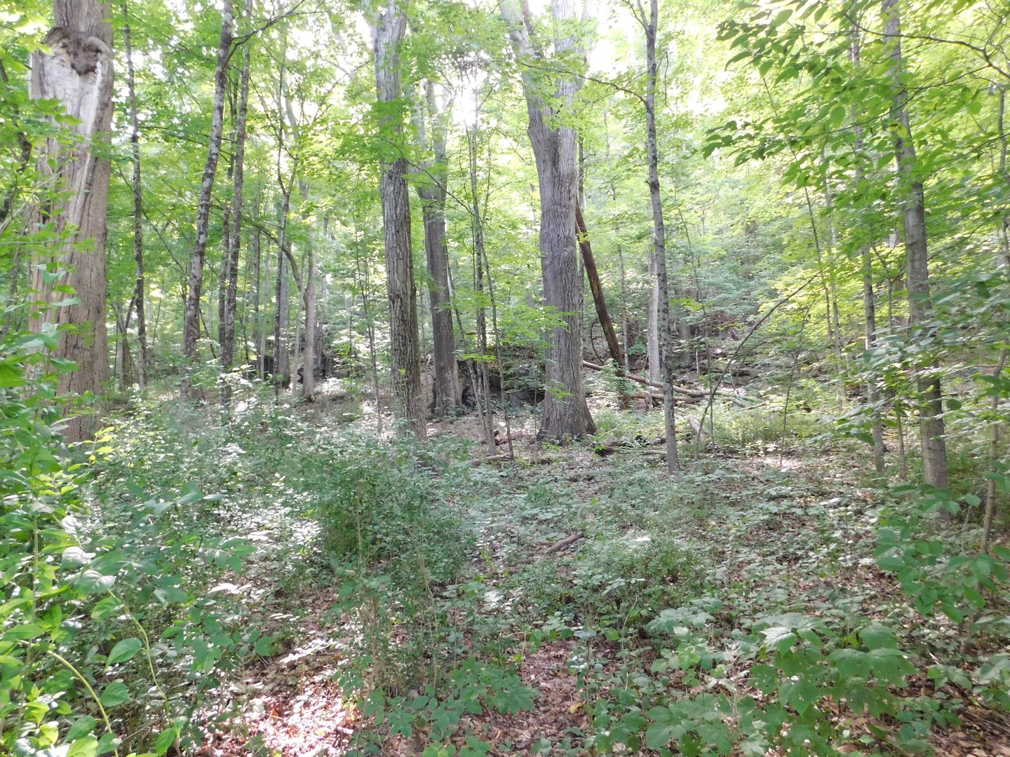 153 White Hollow Road Photo 4