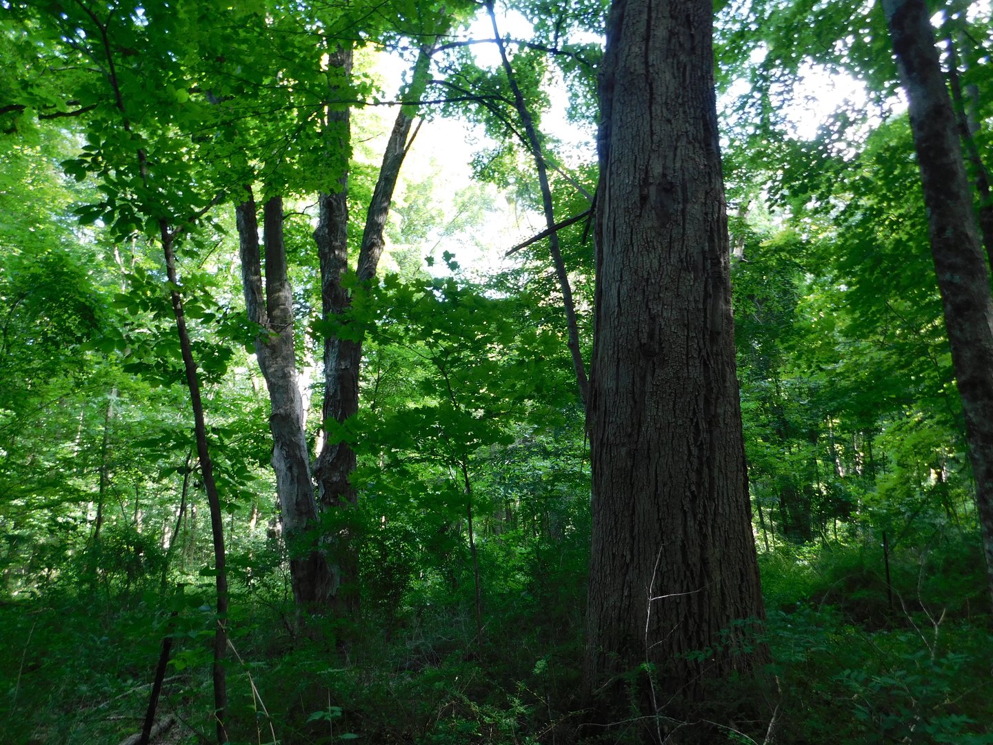 153 White Hollow Road Photo 6
