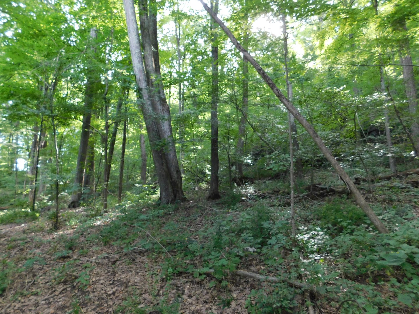 153 White Hollow Road Photo 7
