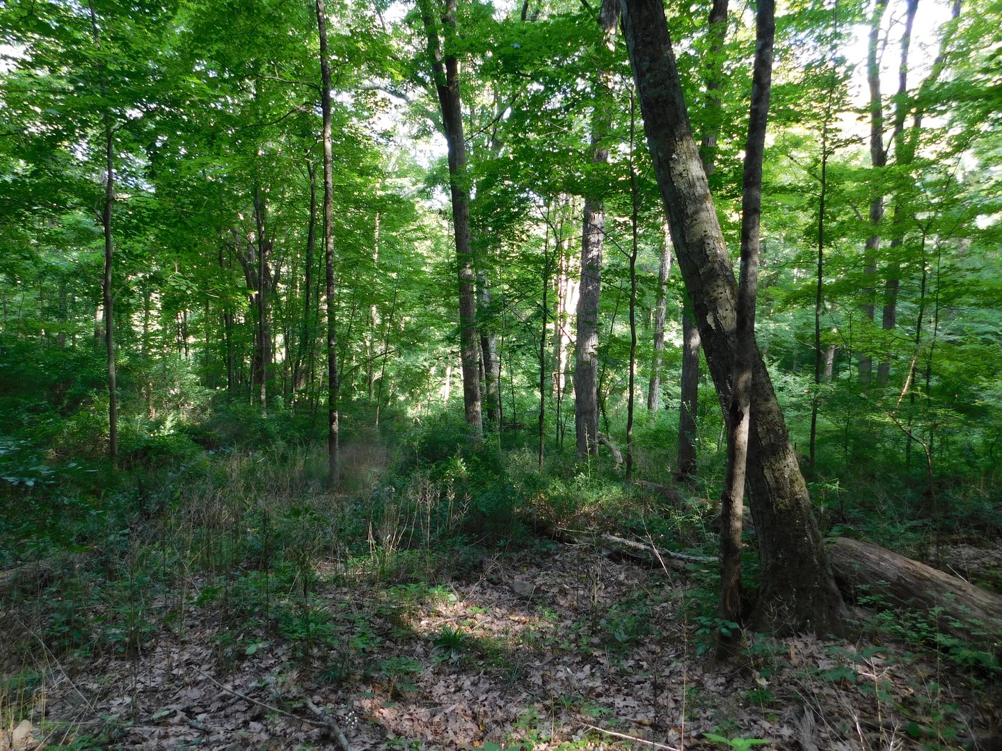 153 White Hollow Road Photo 9