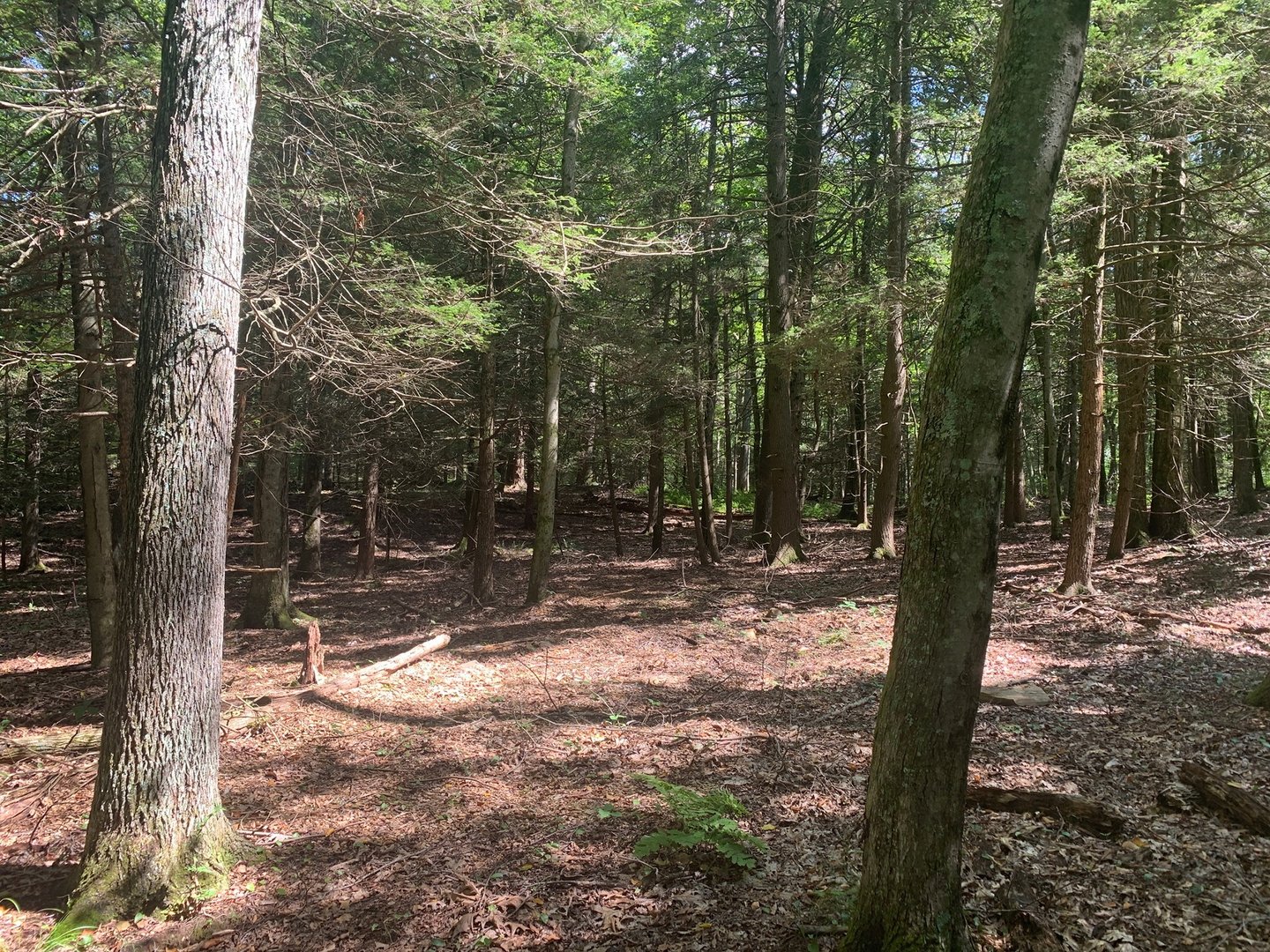 Lot 1 Chalybes Road West Photo 5