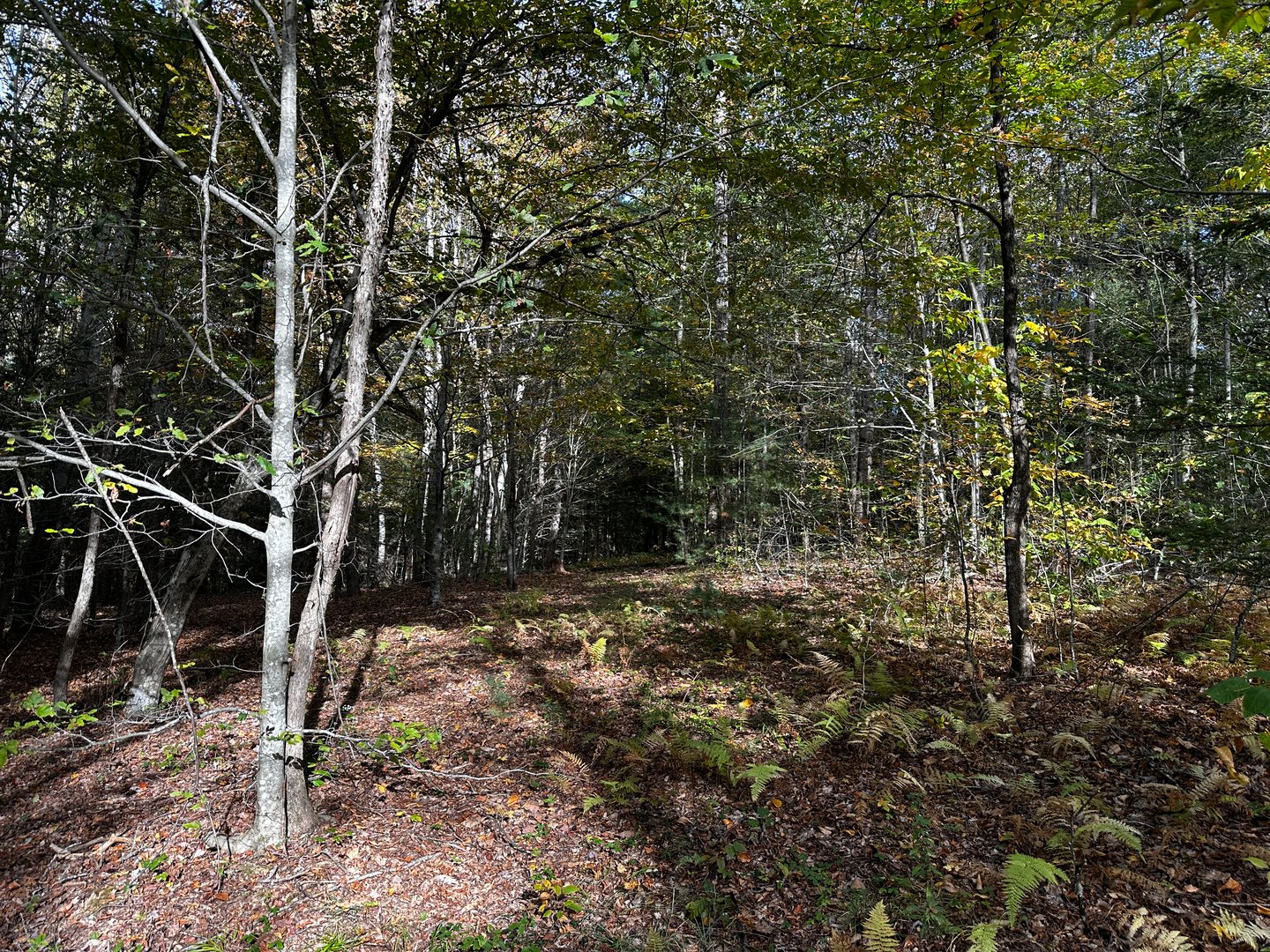 000000 Norfolk Road Photo 7