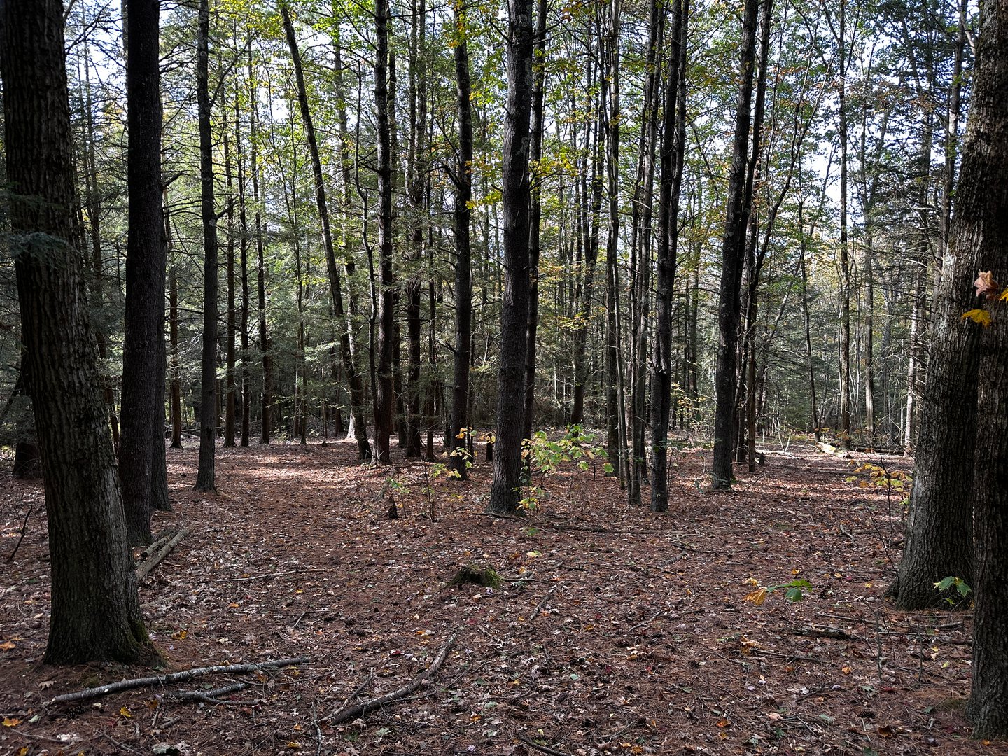 000000 Norfolk Road Photo 9