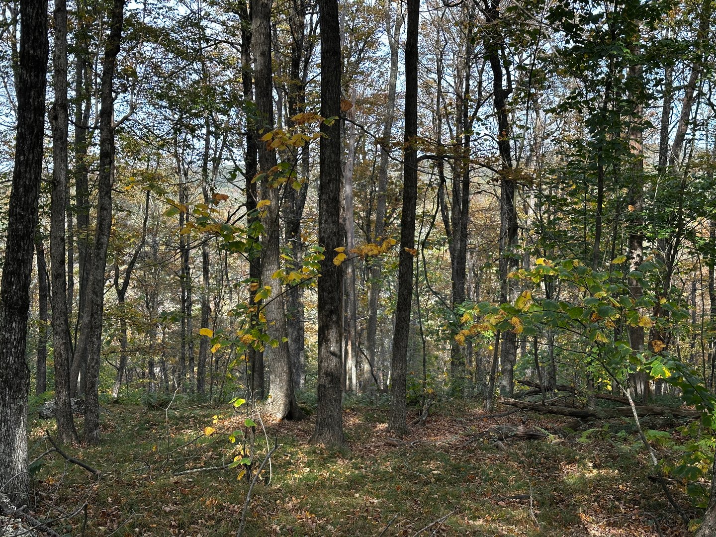 000000 Norfolk Road Photo 16