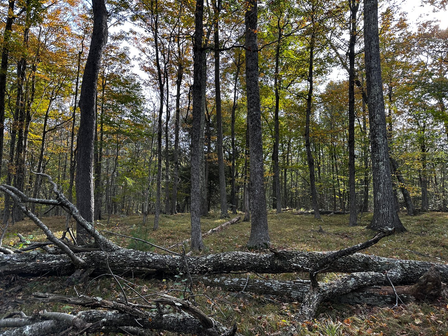 000000 Norfolk Road Photo 18