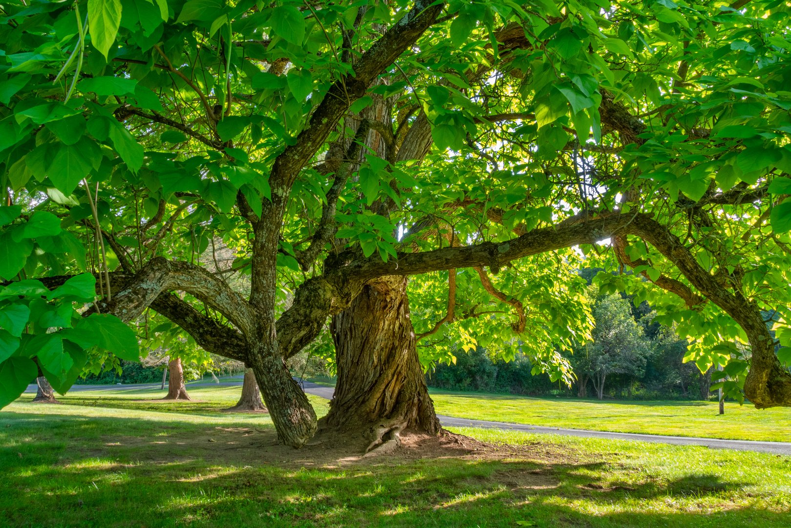 8 Webster Rd Photo 41