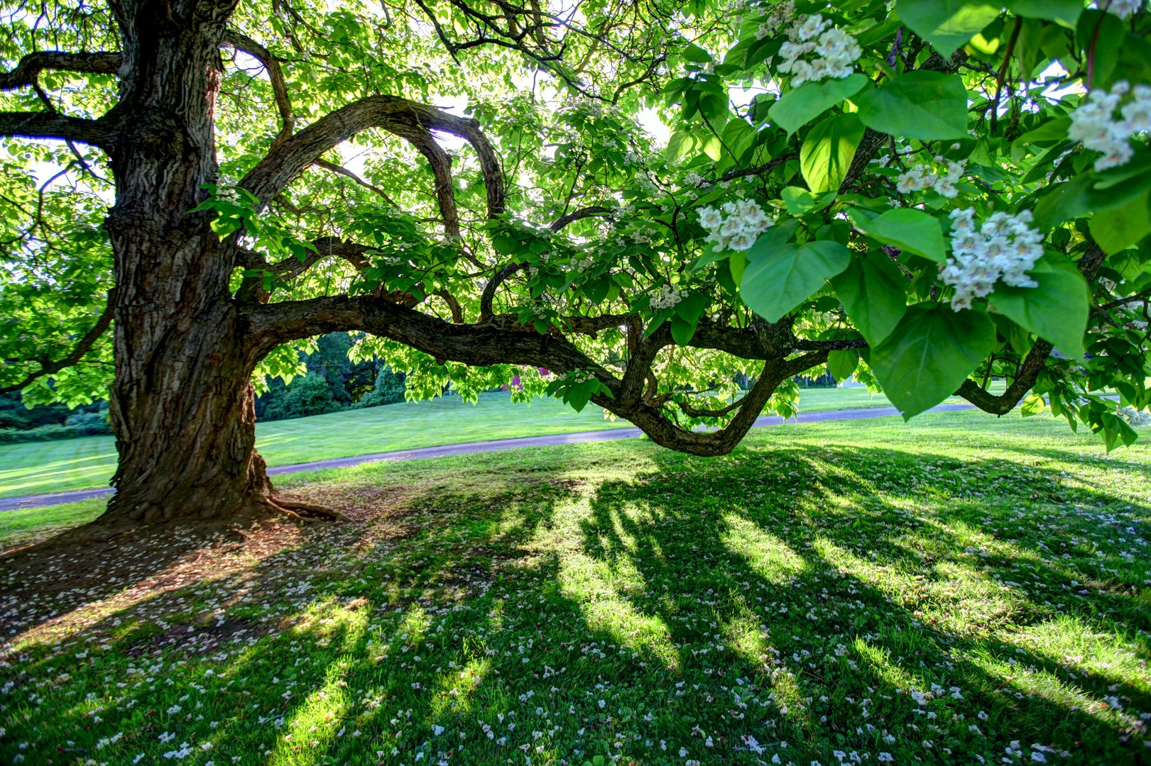 8 Webster Rd Photo 42