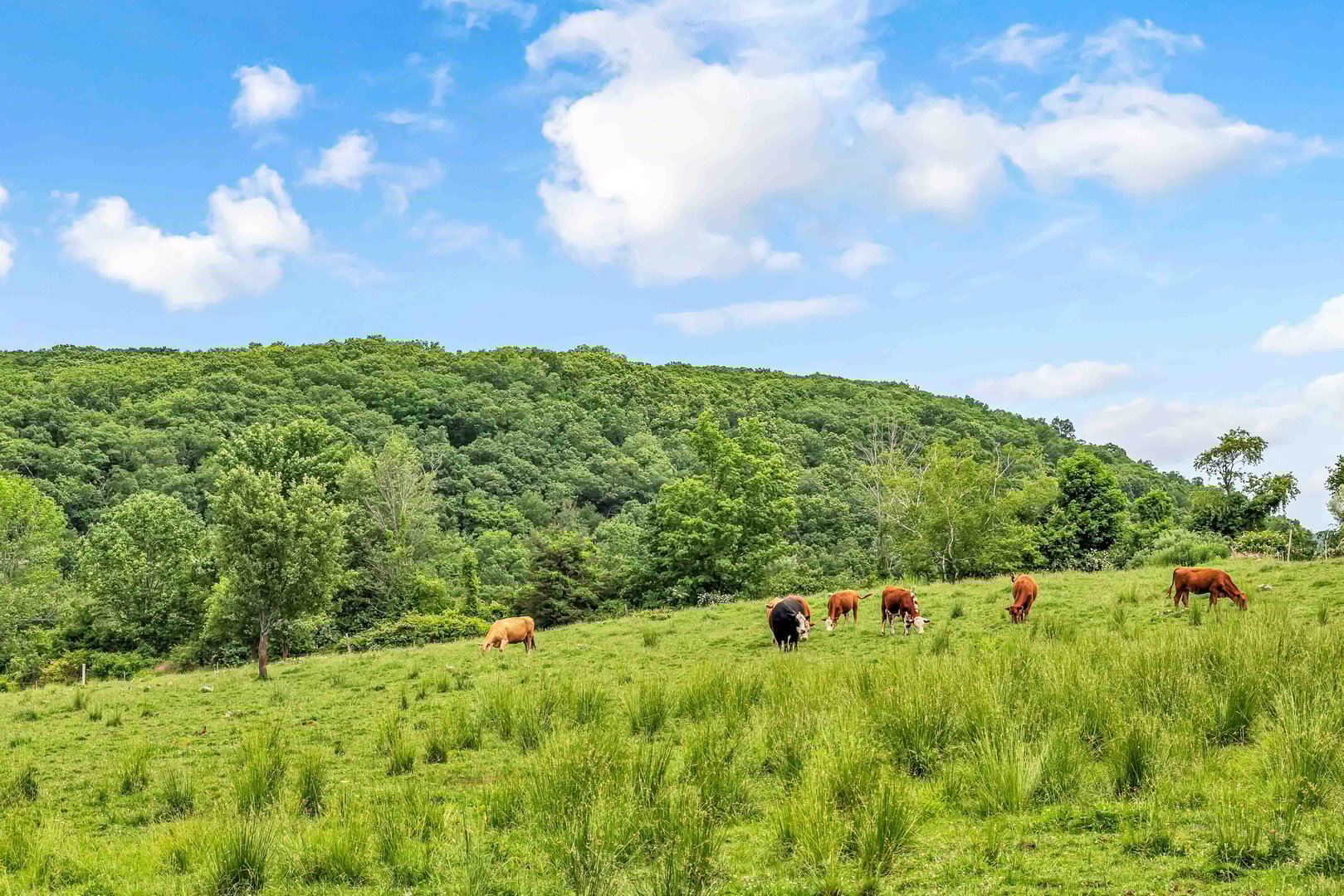 84 Gunn Hill Road Photo 40