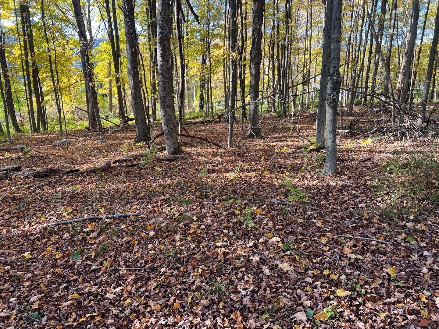 Spooner Hill Road Photo 8