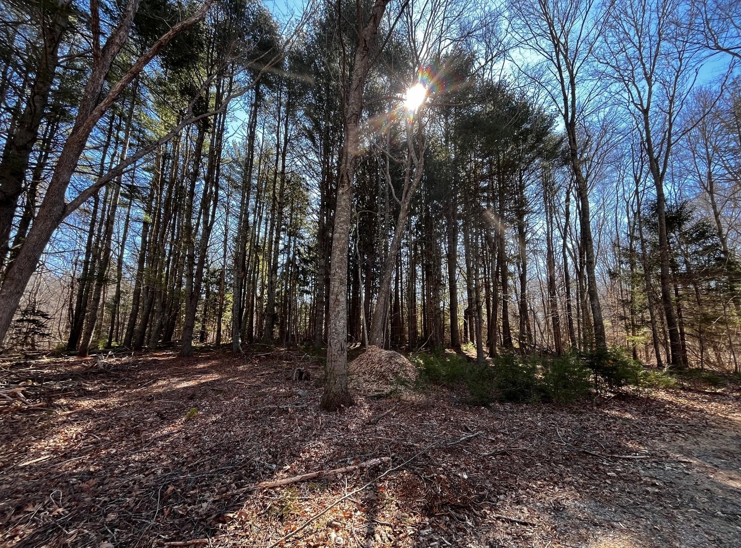 41-1 Whippoorwill Road Photo 3