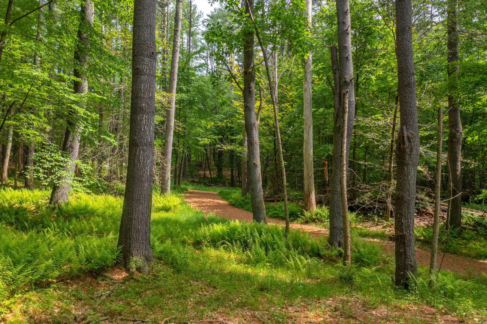 50 Popple Swamp Road Photo 2