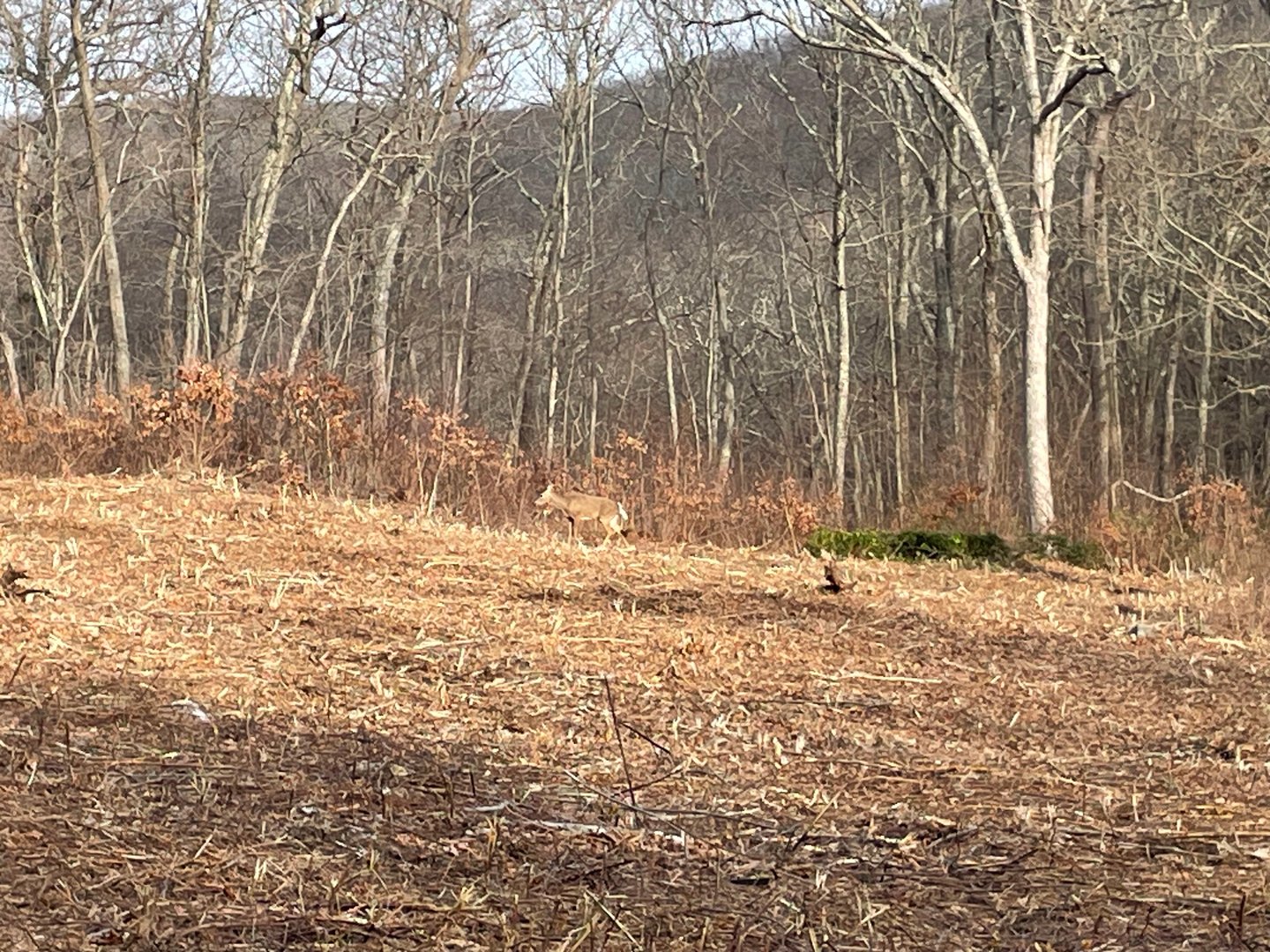 197 Tinker Hill Road Photo 24