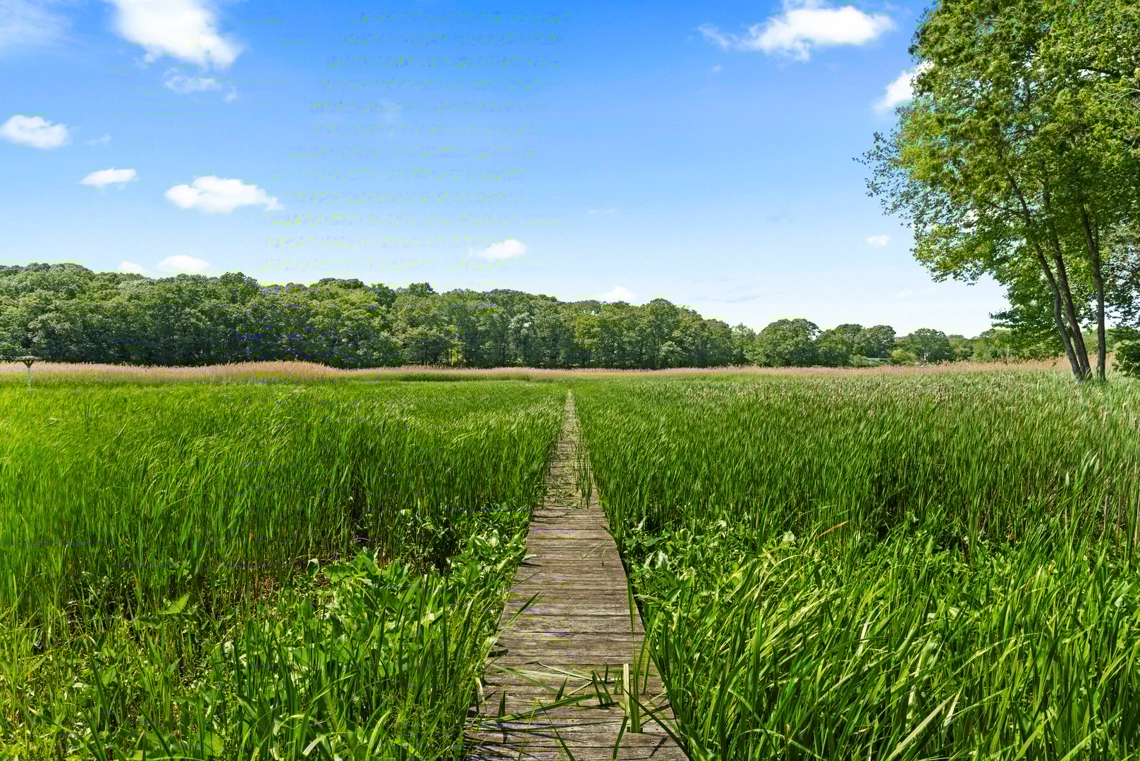 60 Lyme Street Photo 7