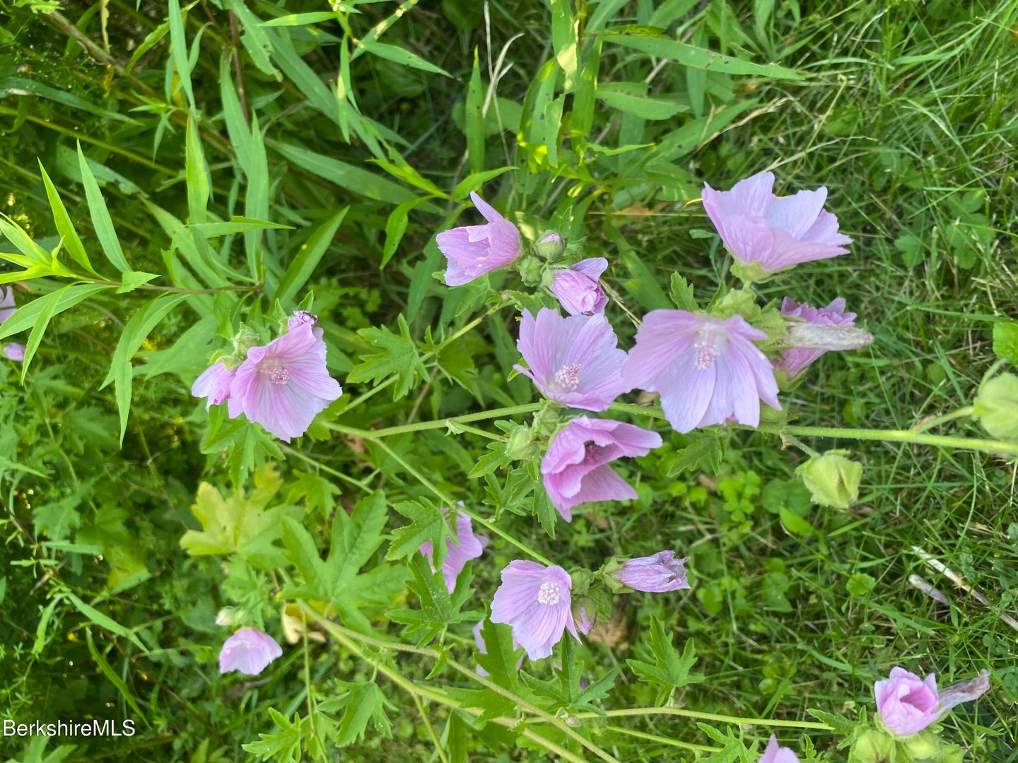 14 Blotz Rd Photo 28