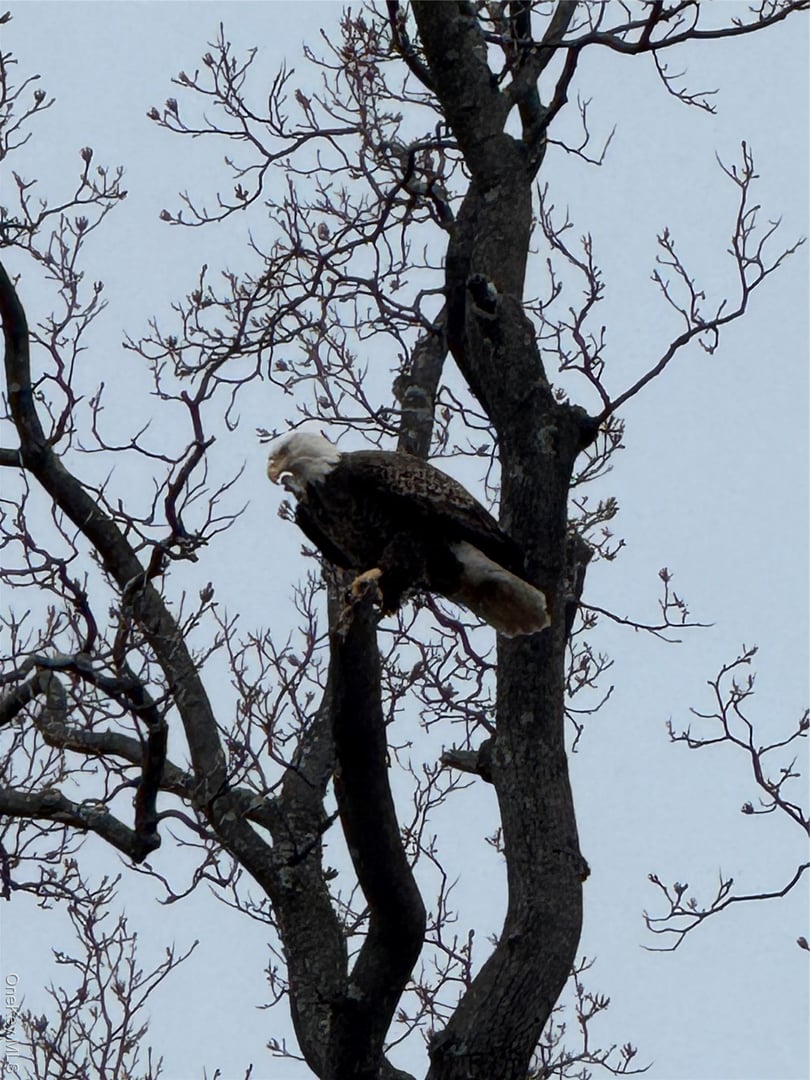 523 N Midland Avenue Photo 19