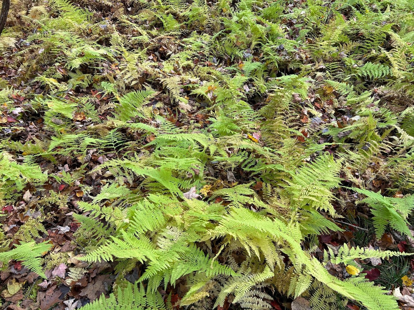 4 West Hill Road Photo 9