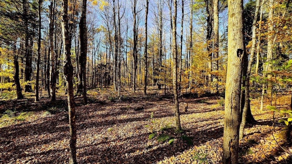 Lot 1 Marcy Road Photo 6